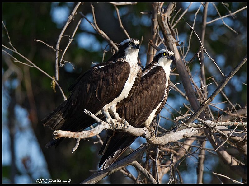 _2SB5931 osprey pair.jpg